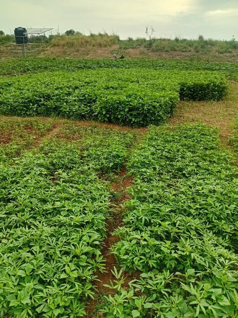 Leafy greens grown with the solar-powered irrigation system at Nakpayili.