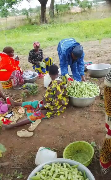 Okra harvest in Wulensi, Nanumba South District.